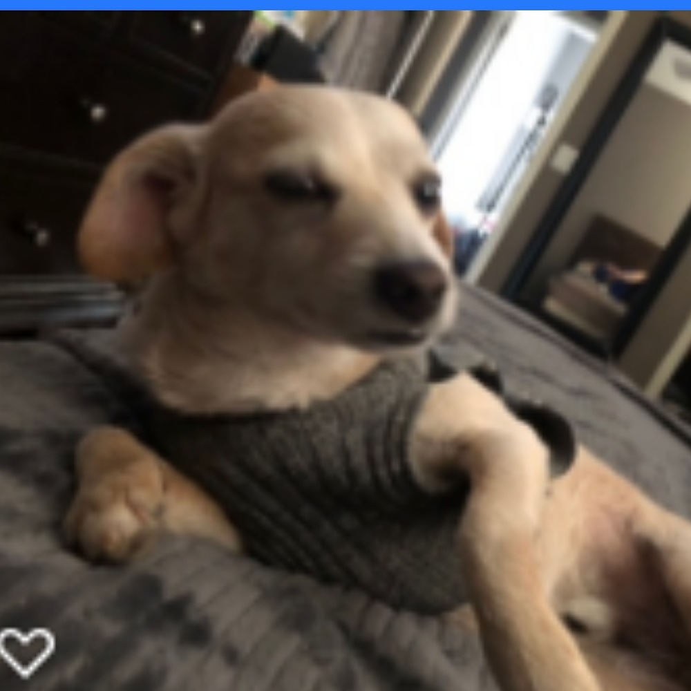 Meet your Posher, Maggie